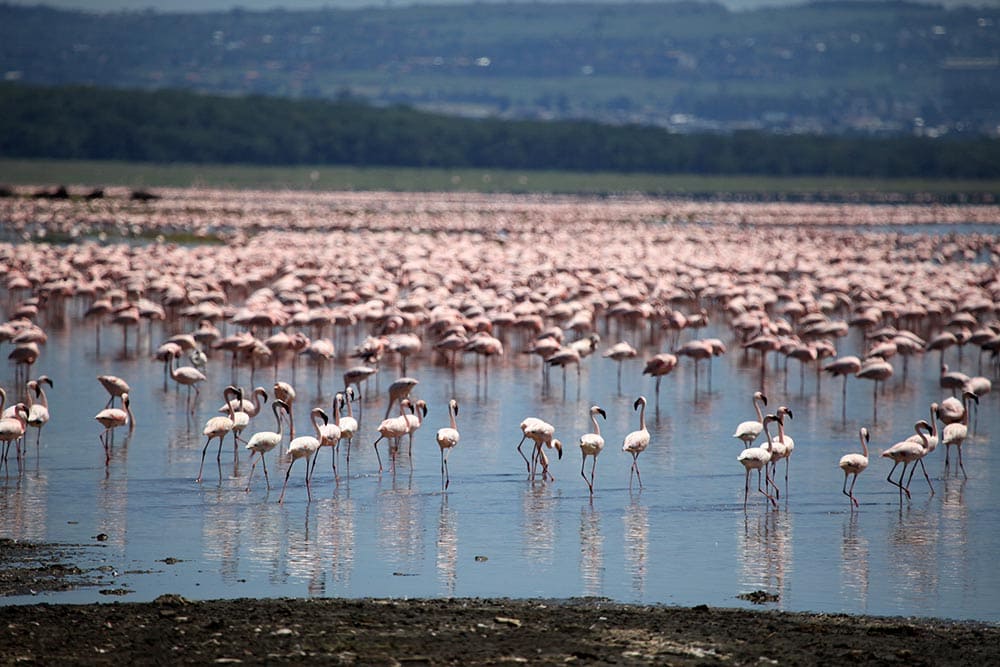 Le lac Nakuru