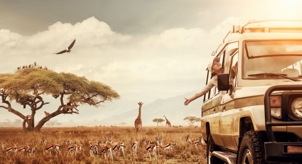 Louer une voiture pour son safari