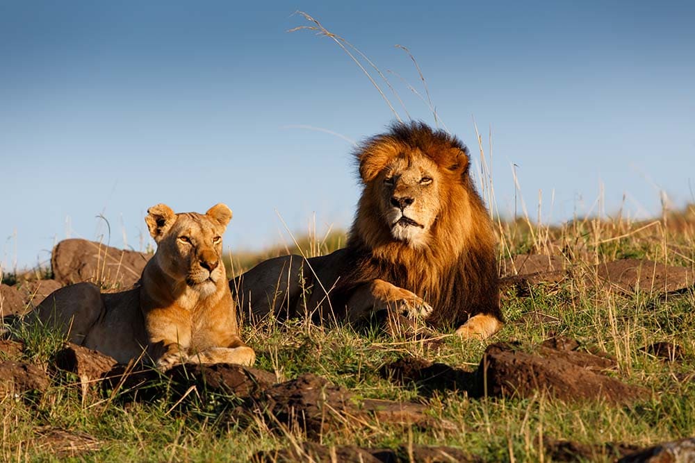 Réserve nationale du Masai Mara