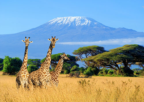 Les parcs et réserves du Kenya