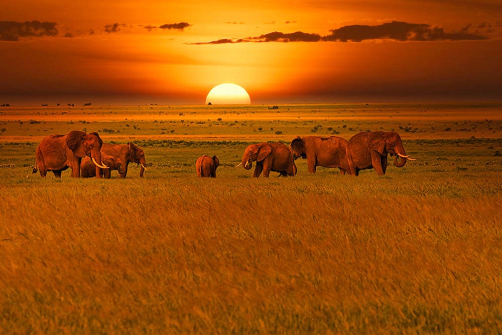 Les parcs nationaux de Tsavo