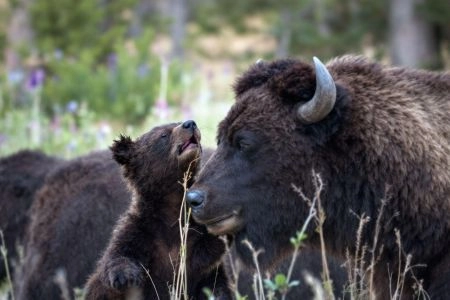 Safari aux États-Unis : les bisons et les ours de Yellowstone