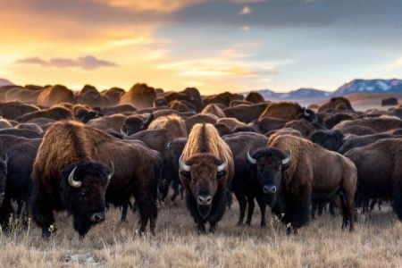 Safari aux États-Unis : les bisons et les ours de Yellowstone