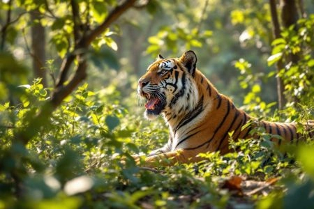 Safari en Inde : à la recherche du tigre du Bengale