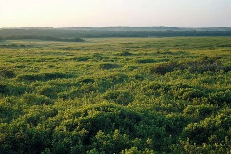 Partir en safari solo : liberté et sécurité