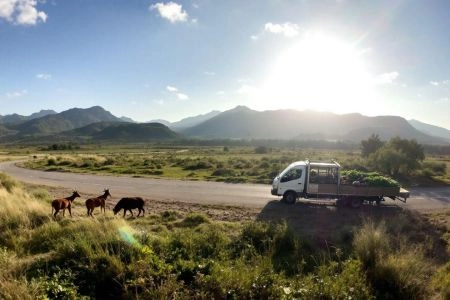 Safari virtuel : quand la réalité augmentée rencontre la faune