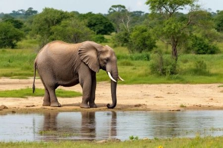 Safaris en bateau : croisières animalières sur les fleuves du monde