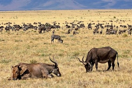 Les safaris en Namibie : luxe et paysages