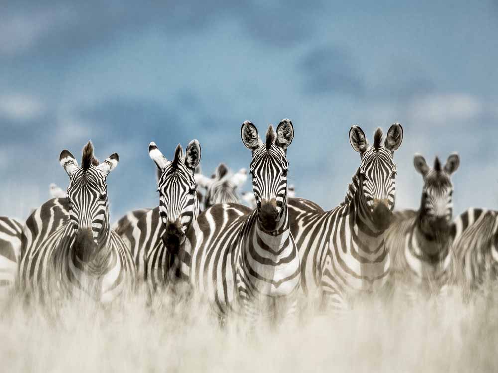 Liste des animaux à voir pendant un safari en Tanzanie | SafariWorld.fr