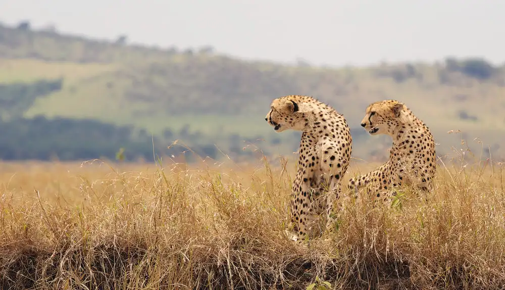 Le parc national d’Arusha