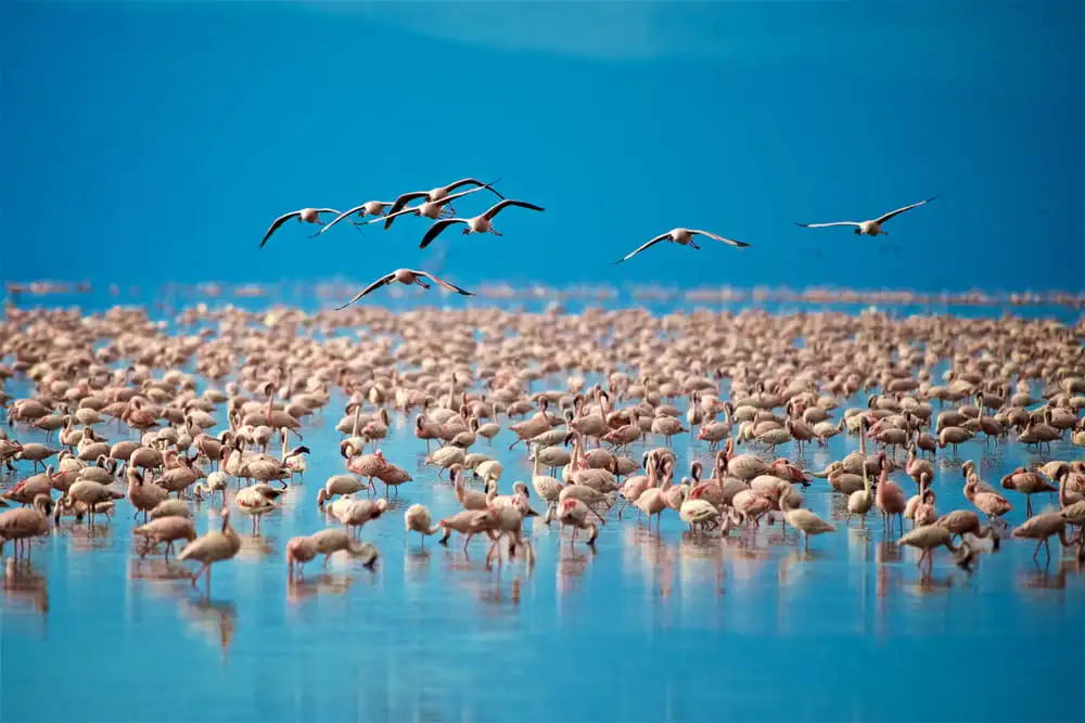 Le parc national du lac Manyara