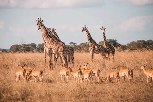 Safari dans le parc national de Mikumi : nature sauvage | SafariWorld.fr