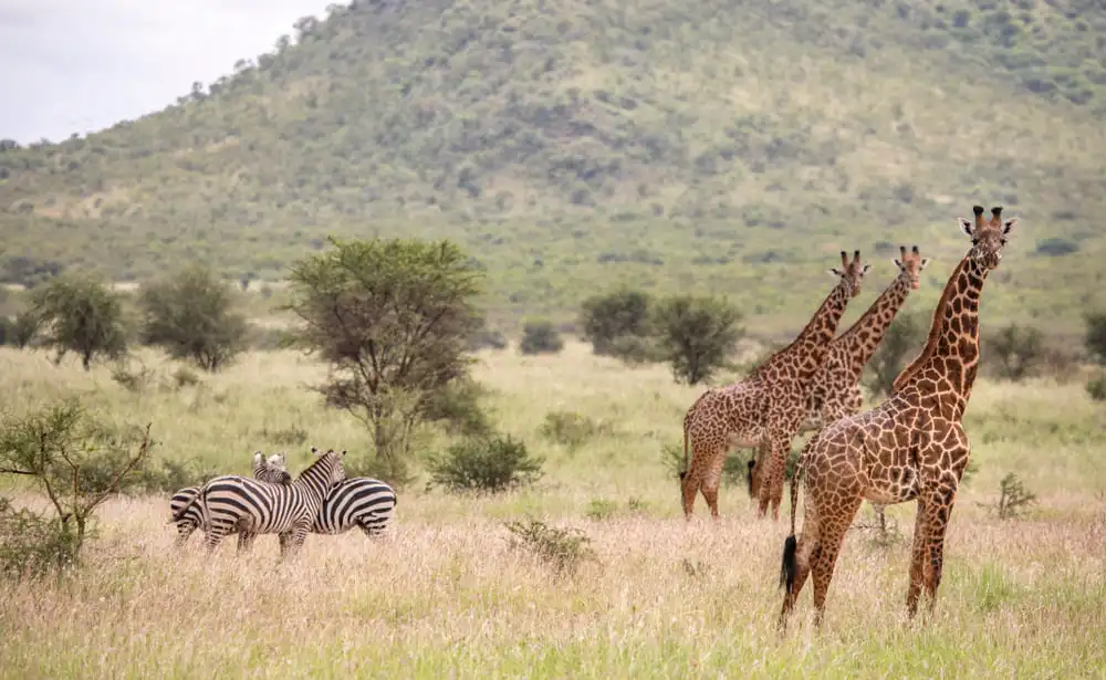 Safari au parc national de Mkomazi et son sanctuaire de rhinos | SafariWorld.fr