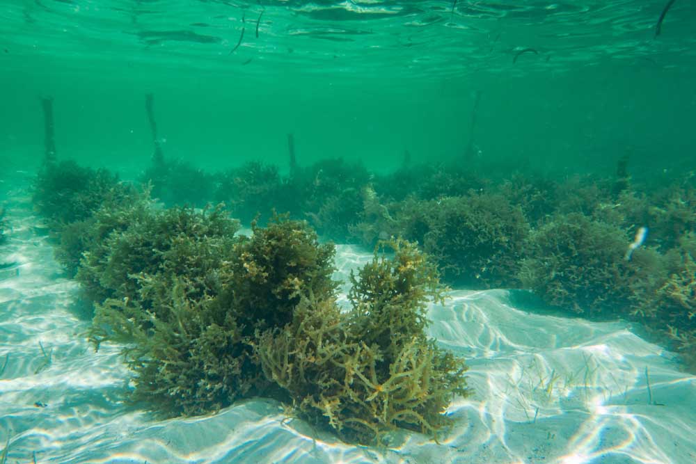 Plongée sous-marine en Tanzanie