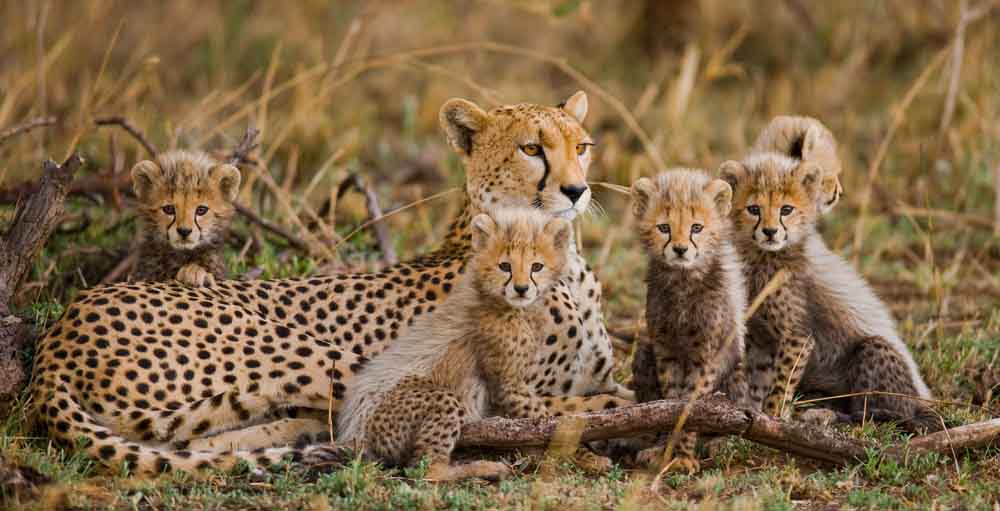 Quels souvenirs ramener de Tanzanie ?