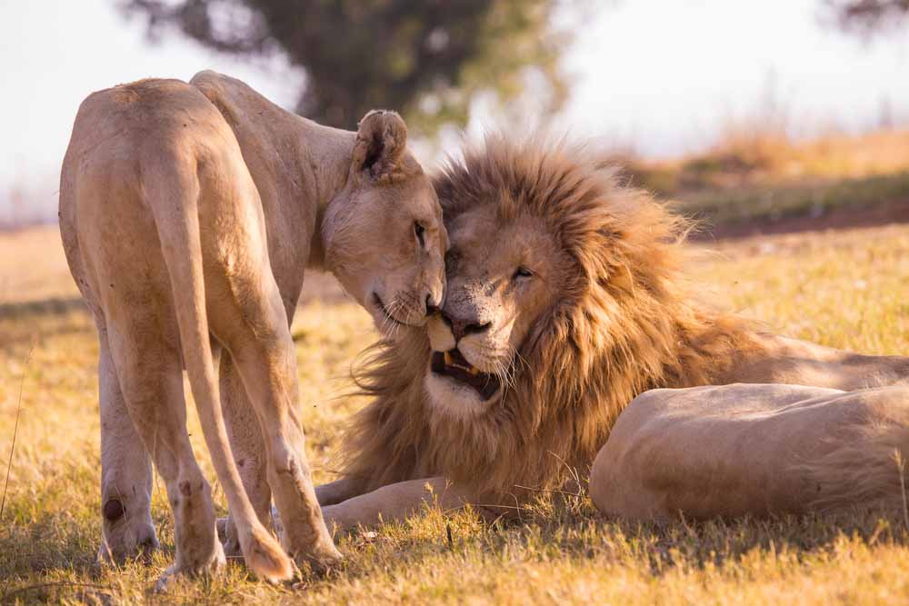 Partez vivre un safari de luxe en Tanzanie | SafariWorld.fr