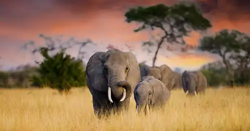 Le parc national de Tarangire
