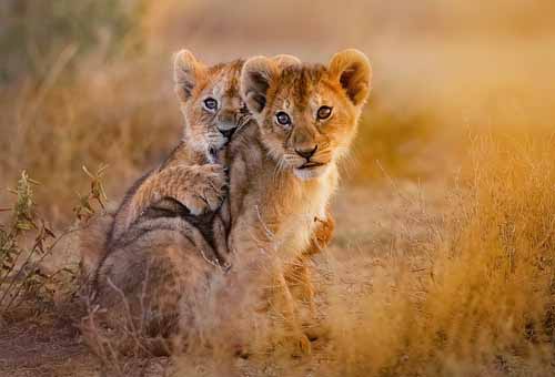 Quels animaux voir en Tanzanie ? Guide complet