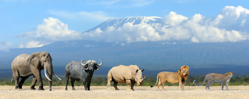 safari tanzanie en janvier