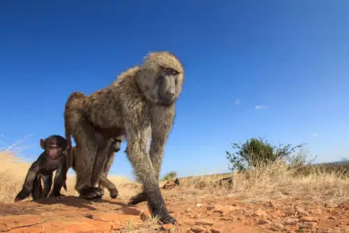 La terre des singes