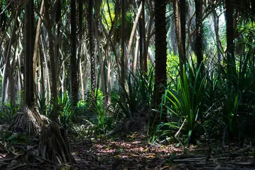 Le parc national de Jozani Chwaka Bay