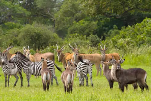Votre futur safari au parc national de Katavi