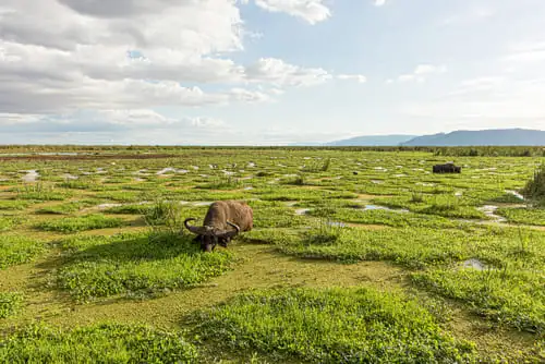 Safari au Lac Manyara