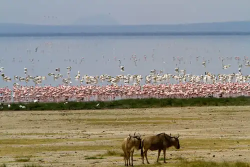 Manyara, le parc national aux multiples facettes