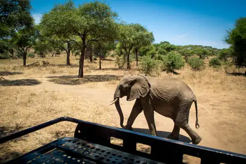 Visiter le parc national du lac Manyara en voiture