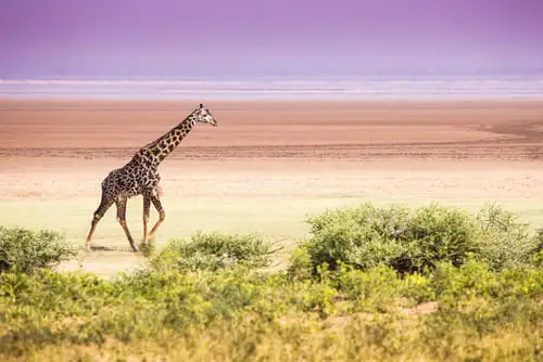 Le parc national du lac Manyara