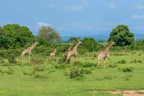 A propos du parc national de Mikumi