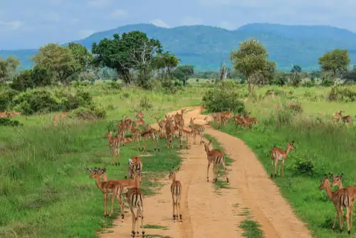 Une pause ressourçante pendant votre safari à Mikumi