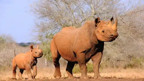 Zoom sur le sanctuaire des rhinocéros de Mkomazi