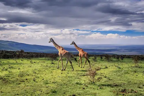 Un safari hors du commun à Mkomazi