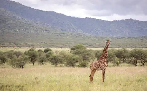 La tranquillité, trésor du parc Mkomazi