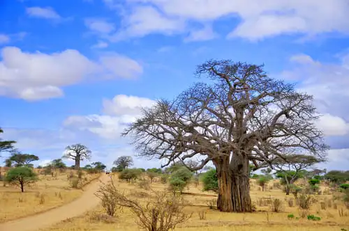 Safari à pied ou en voiture !