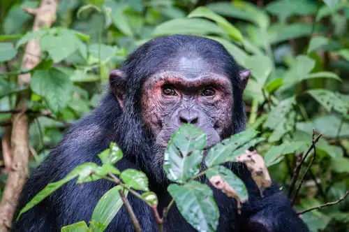 Un safari auprès des primates des monts Mahale