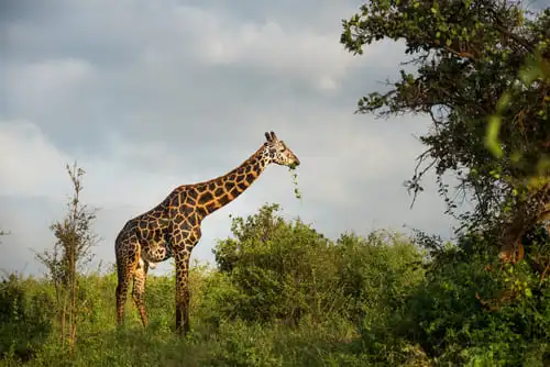 Quand visiter le parc national de Mahale ?