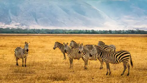 Comment se rendre dans l’aire de conservation du Ngorongoro ?