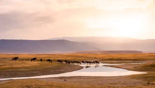 Pourquoi un safari dans la zone du Ngorongoro ?