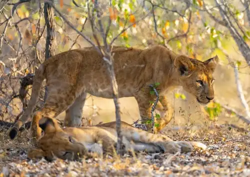 Le parc national de Nyerere