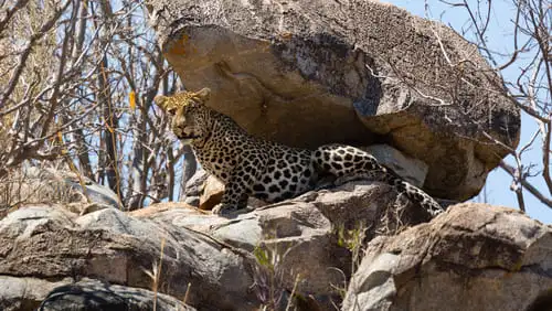 Pourquoi choisir Ruaha pour votre safari ?