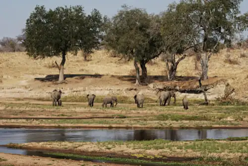 Quel type de safari dans le parc de Ruaha ?