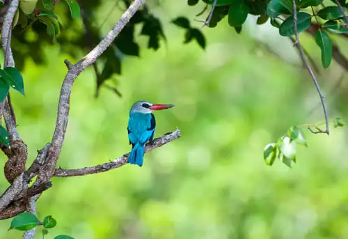 Les oiseaux multicolores du parc de Saadani