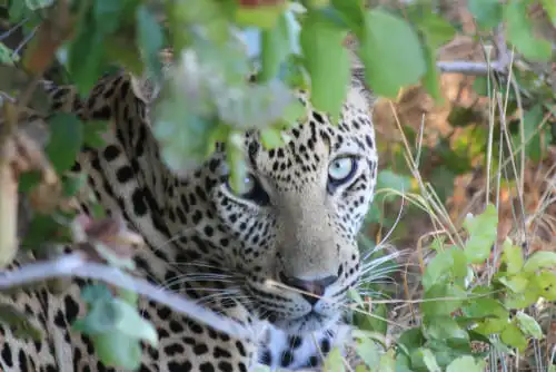 Un safari hors du commun à Saadani