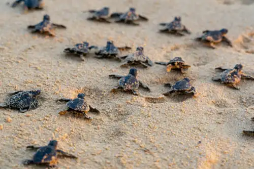 Seul site de reproduction des tortues vertes en Tanzanie