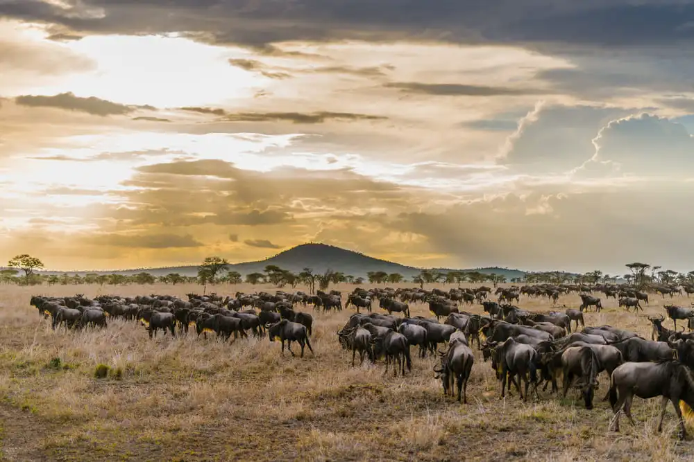 La grande migration des gnous