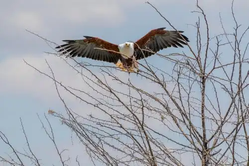 Les oiseaux dans le parc national de Serengeti