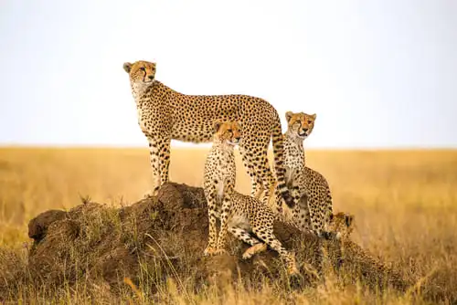 Les autres secrets du parc national de Serengeti