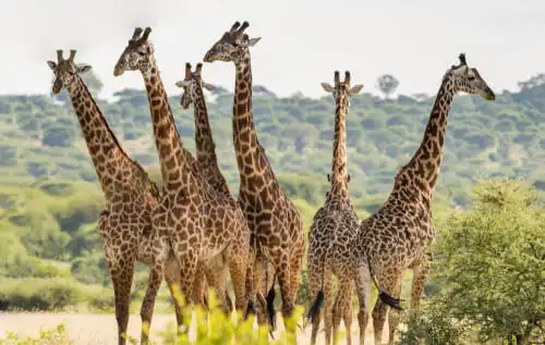 Tarangire, le paradis des animaux d’Afrique